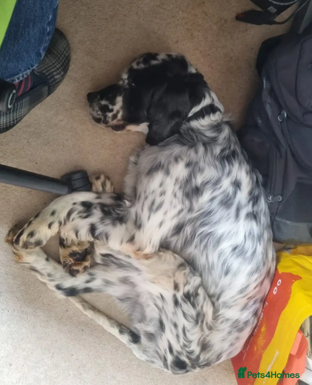 English Setter dogs for adoption:  Ron  in Woolacombe - Image 18