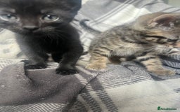 Mixed Breed cats for sale: chunky kittens - Image 14