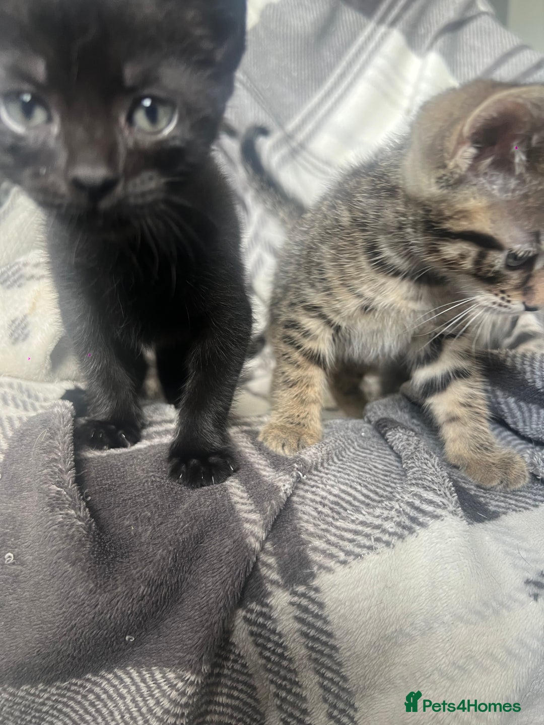 Mixed Breed cats for sale: chunky kittens - Image 14