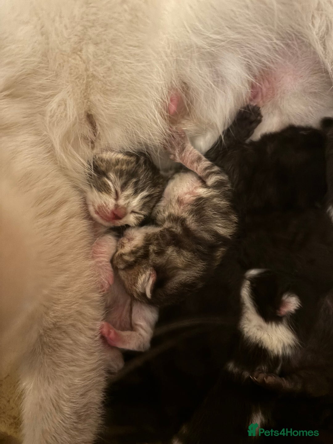 Mixed Breed cats for sale: British shorthair cross kittens - Image 2