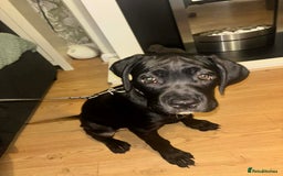 Cane Corso dogs for sale: Beautiful cane corso pup  - Advert 4