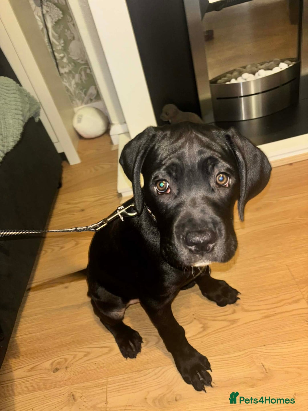 Cane Corso dogs for sale: Beautiful cane corso pup  - Advert 4
