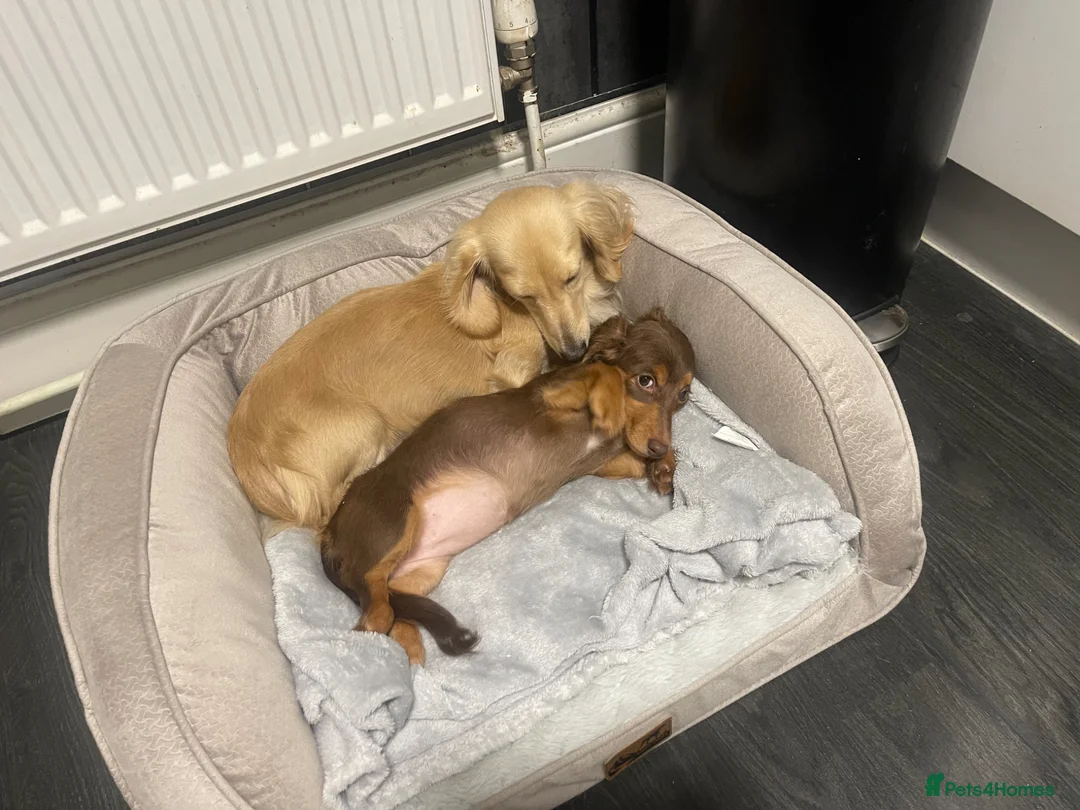 Miniature Dachshund dogs for sale: 🐾 ADORABLE MINIATURE DACHSHUND PUPPIES 🐾 in Swansea - Advert 18