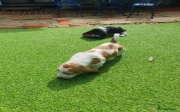 Basset Hound dogs for sale: Basset Hound Puppies 2 R&W boys available - Image 4
