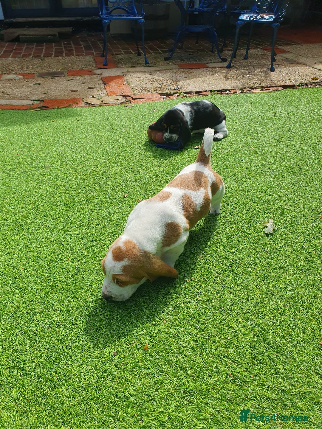 Basset Hound dogs for sale: Basset Hound Puppies 2 R&W boys available - Image 4