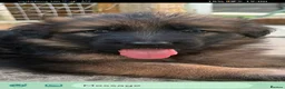 German Shepherd dogs for sale: German shepherd puppies - Advert 29
