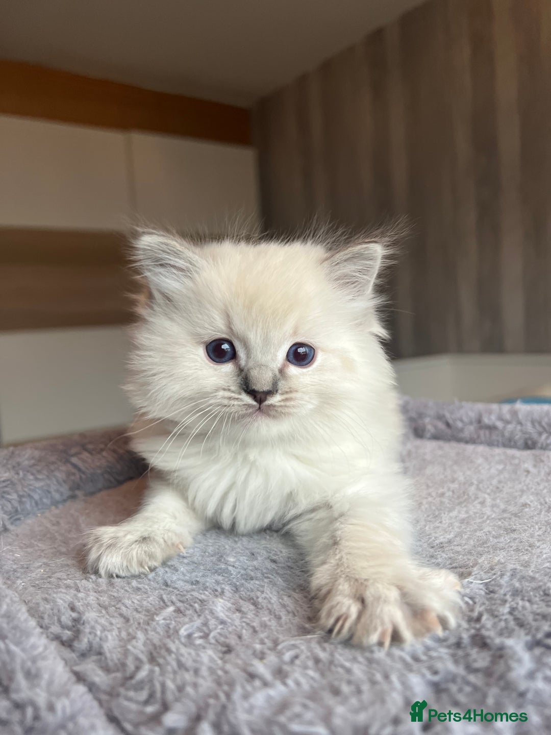 Ragdoll cats for sale: GCCF Ragdoll kittens for sale - Advert 37