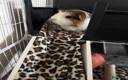 Guinea Pig rodents for sale: Guinea pigs male for rehome + cage for sale - Image 6
