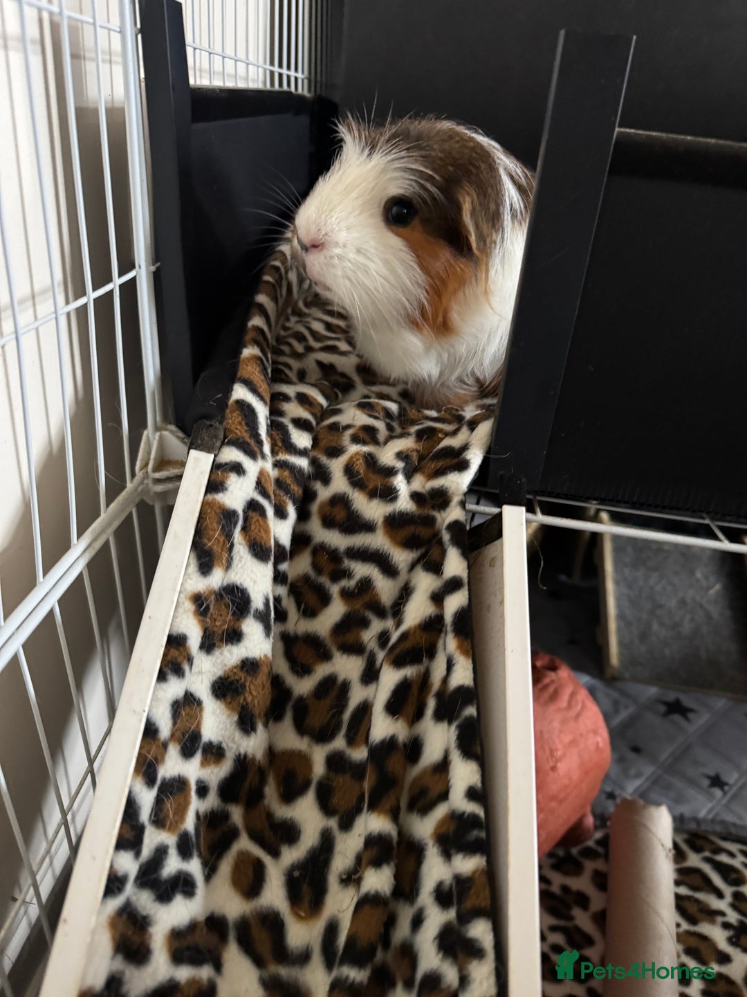 Guinea Pig rodents for sale: Guinea pigs male for rehome + cage for sale - Image 6