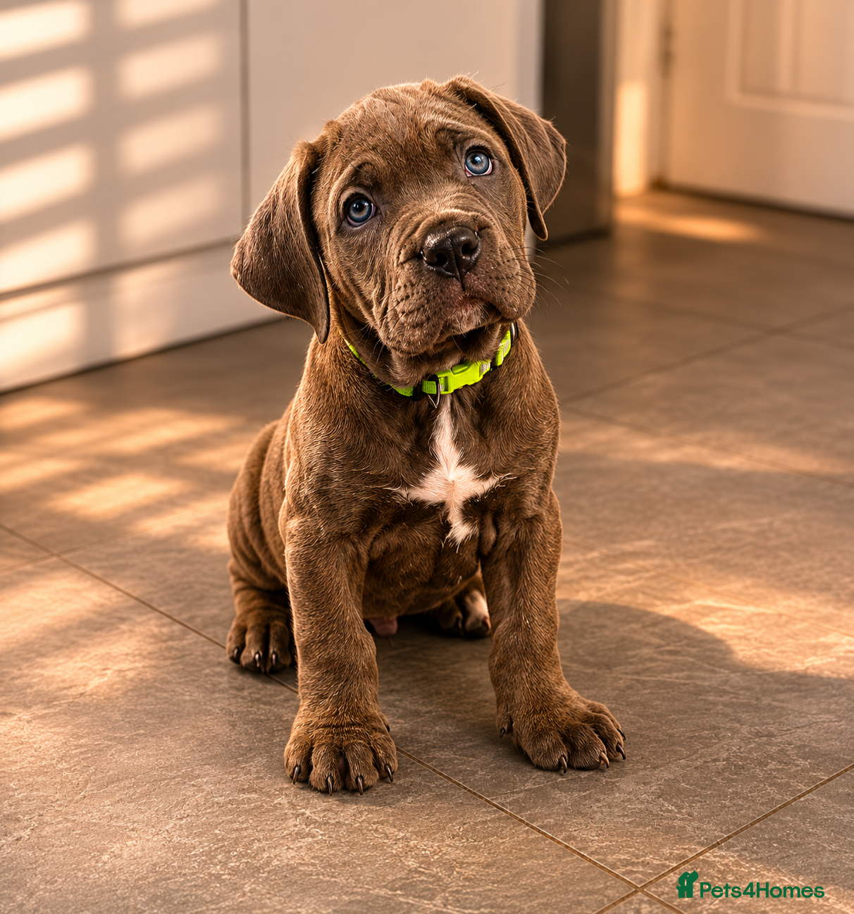 Cane Corso dogs Exceptional Cane Corso Puppies – Elite Bloodlines - Advert 2
