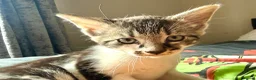 Mixed Breed cats for sale: Tabby Boy kitten Maine Coon/Siamese Mix - Advert 10