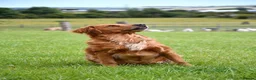 Goldador dogs for sale: Stunning Goldador pups  - Advert 6