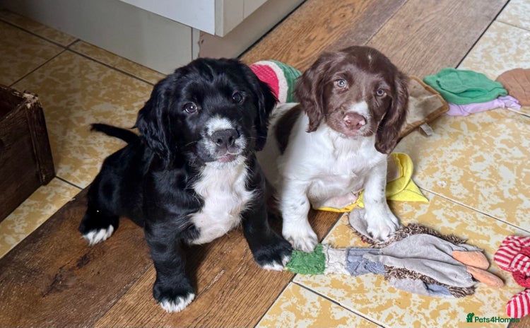 Sprocker dogs - Advert 3