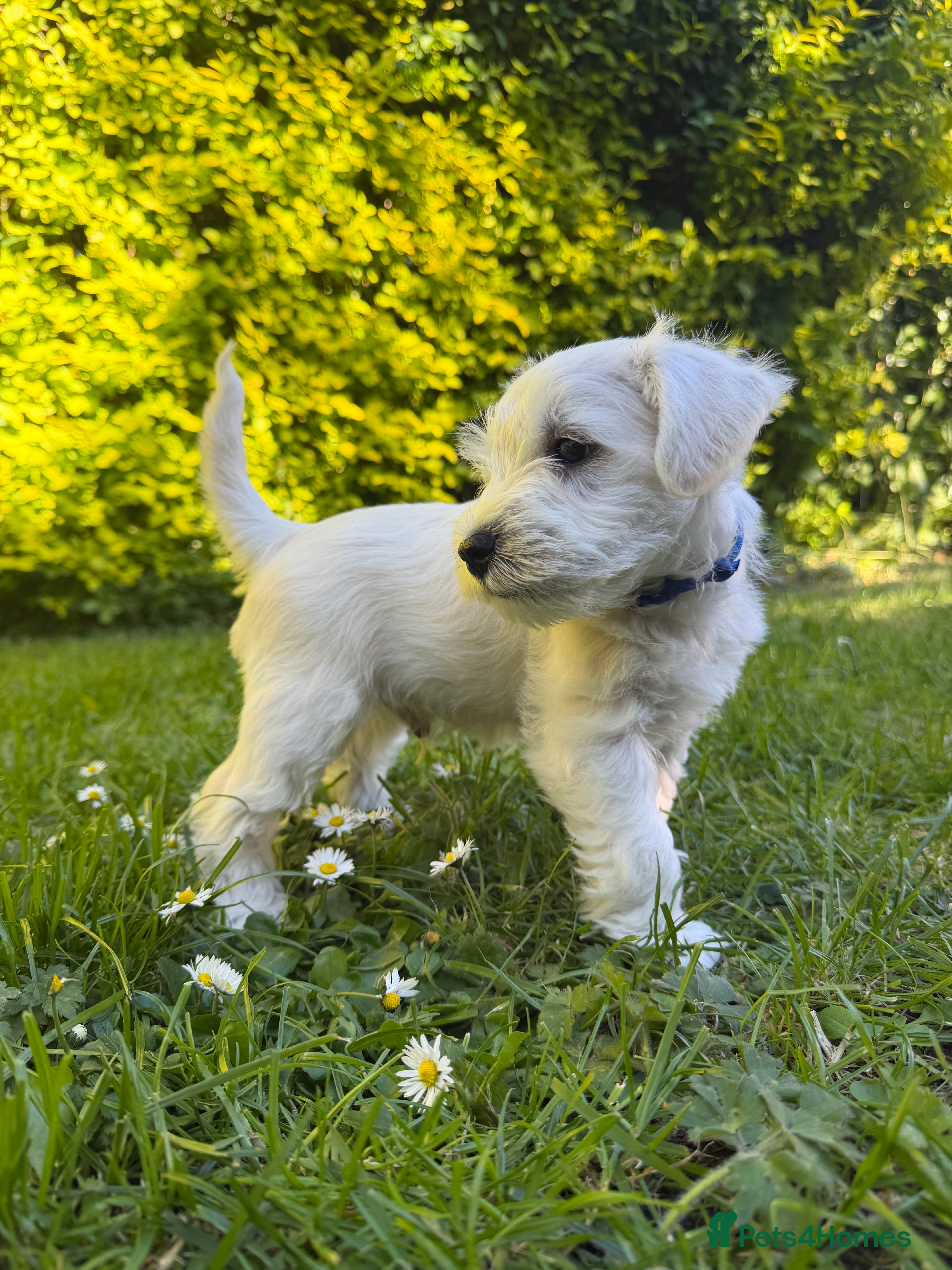 Miniature Schnauzer dogs for sale: Available: 🐾 3 Girls 🐾 2 Boys - Advert 18