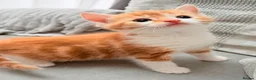 Mixed Breed cats for sale: Adorable kittens ready for their new homes - Advert 20
