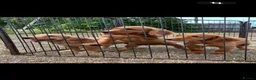 Cocker Spaniel dogs for sale: WORKING COCKER SPANIELS  - Advert 2