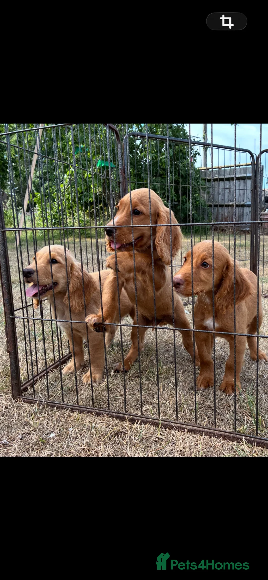 Cocker Spaniel dogs for sale: WORKING COCKER SPANIELS  - Advert 2