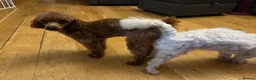 Toy Poodle dogs for stud: 🌹 RED TOY POODLE 9 INCH 2.8 KG HEALTH TESTED 🌹 - Advert 6