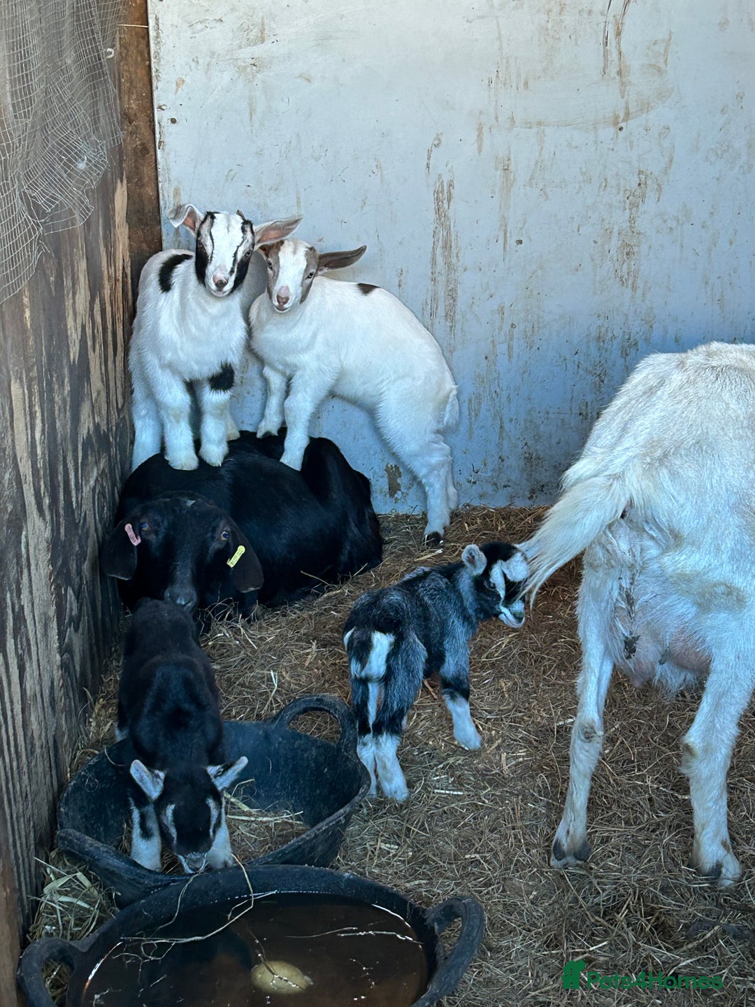 Goats livestock for sale: Pygmy X - Image 12