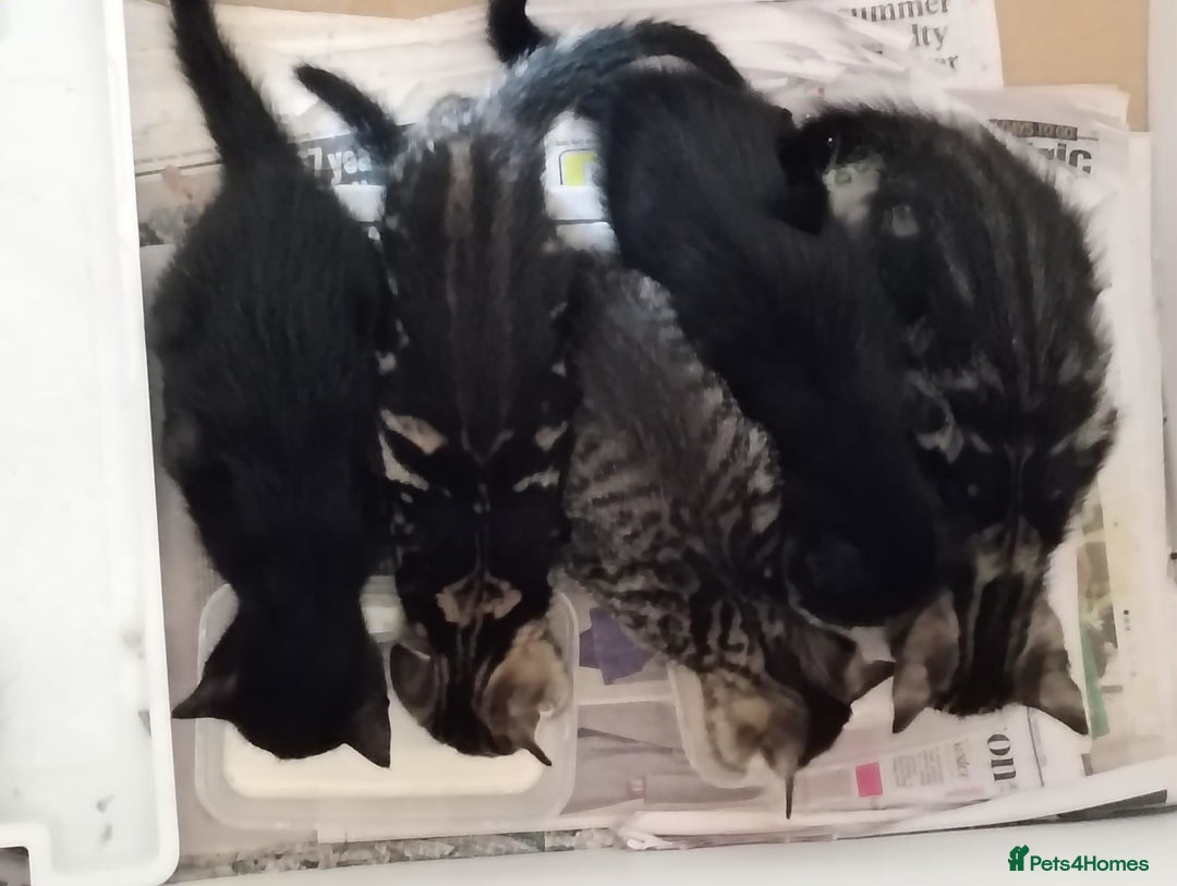 Mixed Breed cats for sale: Mixed Kittens - Image 2