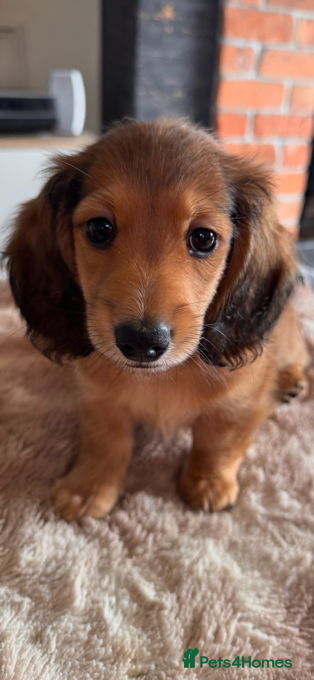 Miniature Dachshund dogs for sale:  REDUCED ready to go Kc reg red LH min dachshunds  - Image 7