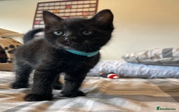 Mixed Breed cats for sale: Stunning kittens - Image 10
