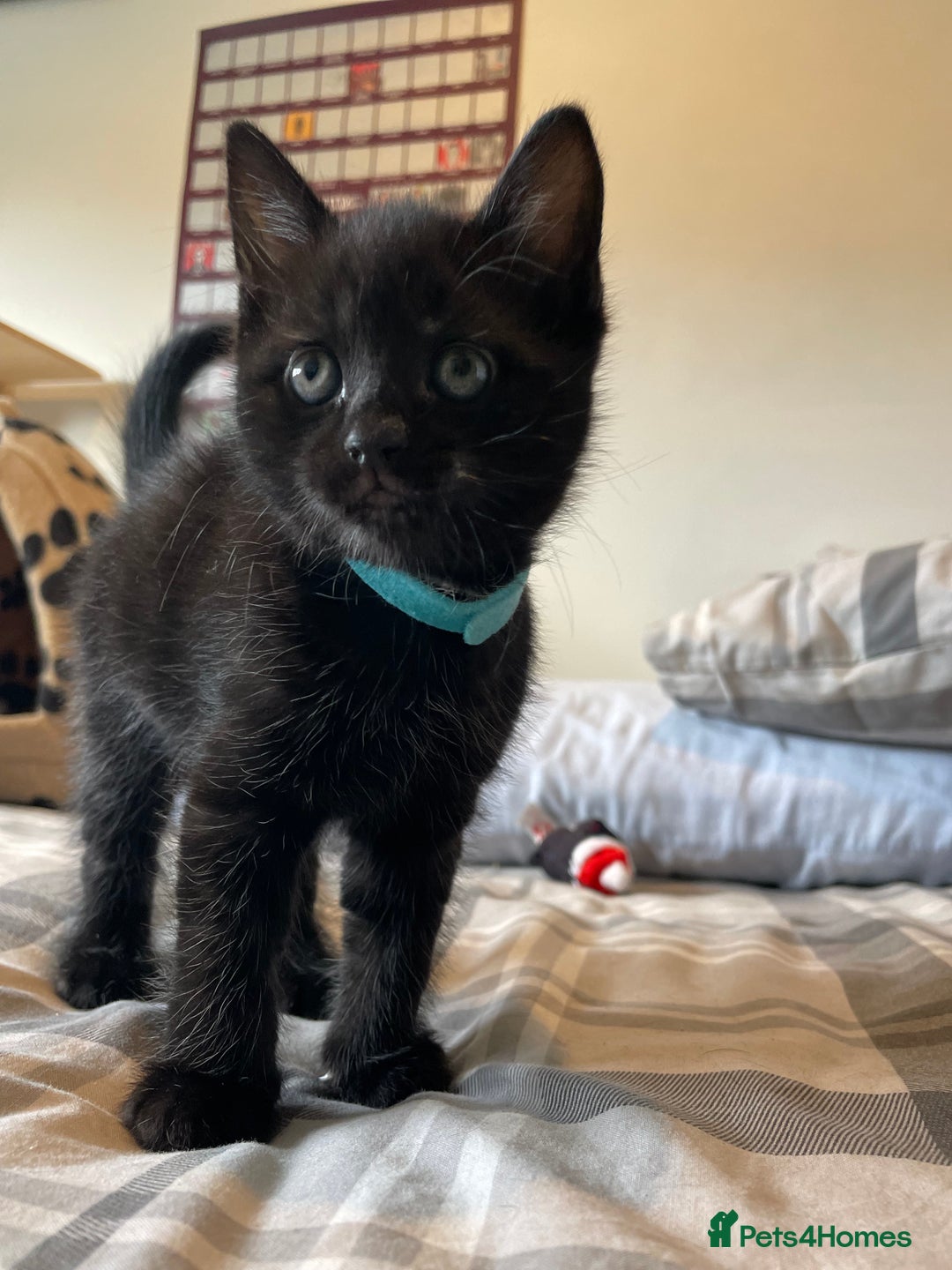 Mixed Breed cats for sale: Stunning kittens - Image 10