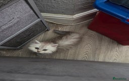 Maine Coon cats for sale: Gorgeous maine coon - Image 9