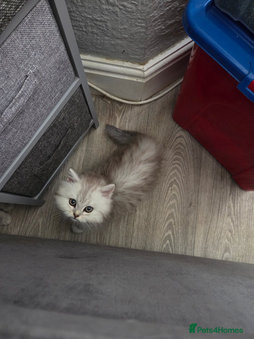 Maine Coon cats for sale: Gorgeous maine coon - Image 9