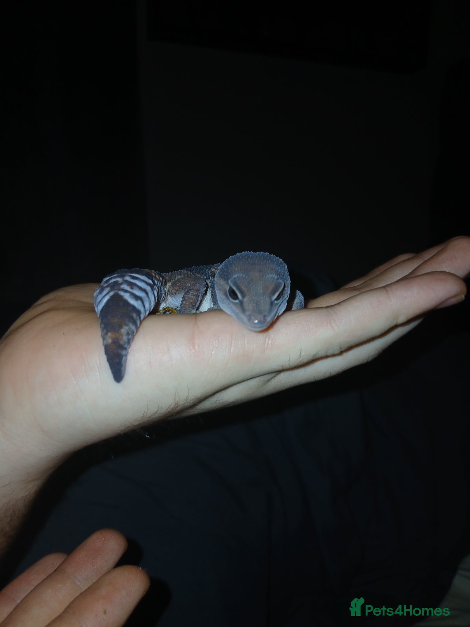 Lizard reptiles African fat tail gecko  - Advert 1