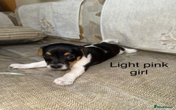 Jack Russell dogs for sale: Traditional jack russel pups tri coloured  - Image 4