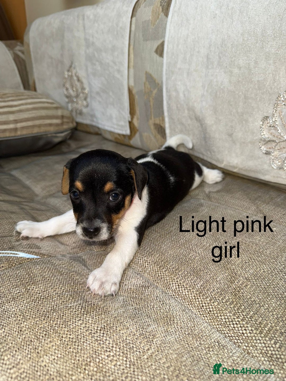 Jack Russell dogs for sale: Traditional jack russel pups tri coloured  - Image 4