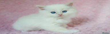 Ragdoll Kitten 4