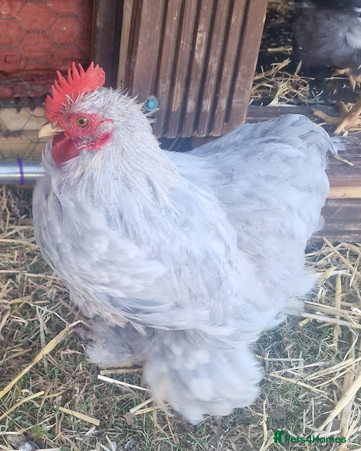 Chickens poultry Lavender pekin bantam cockeral - Advert 6