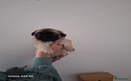 Frug dogs for sale: Fluffy frug - Image 2