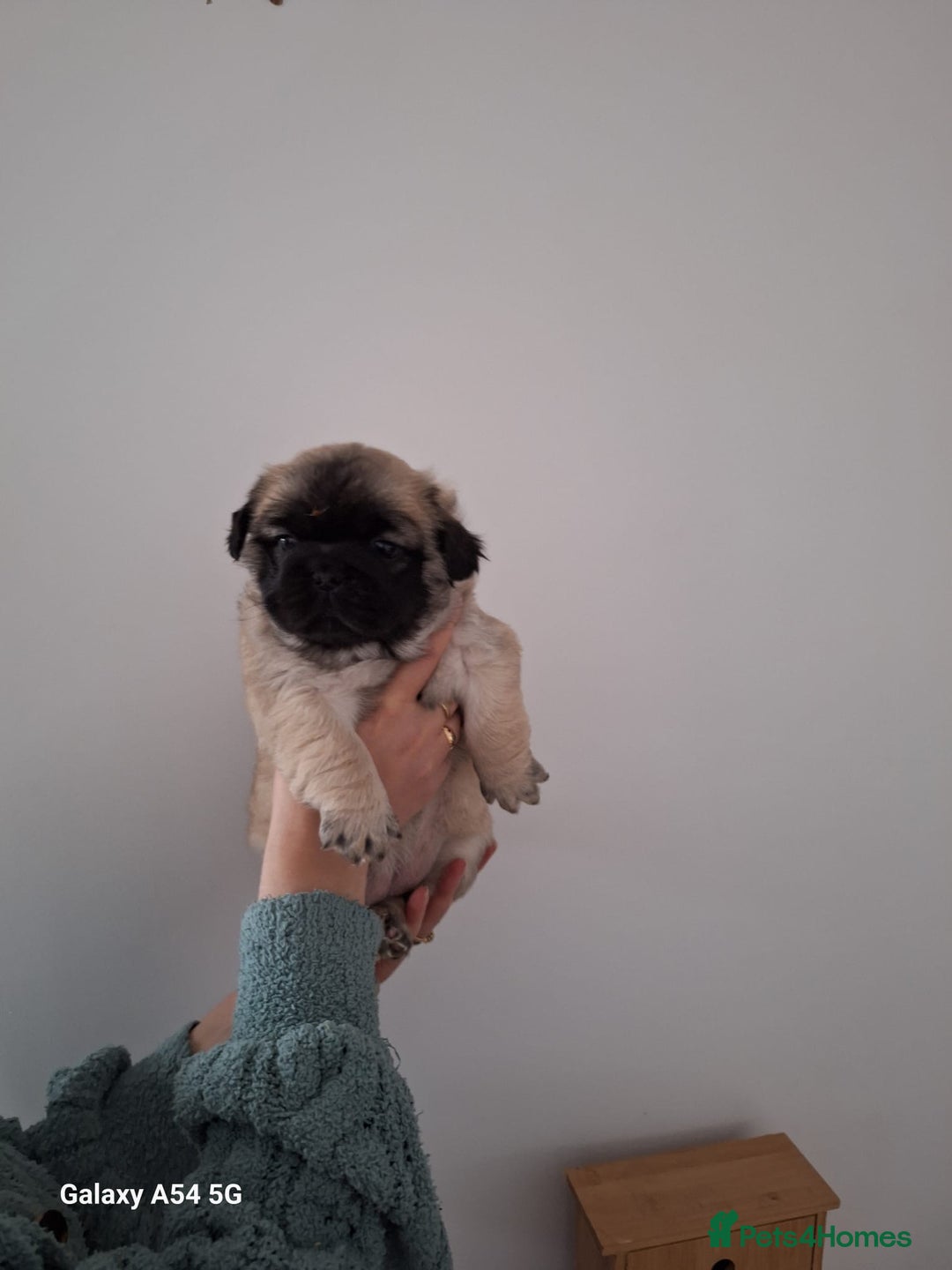 Frug dogs for sale: Fluffy frug - Image 2