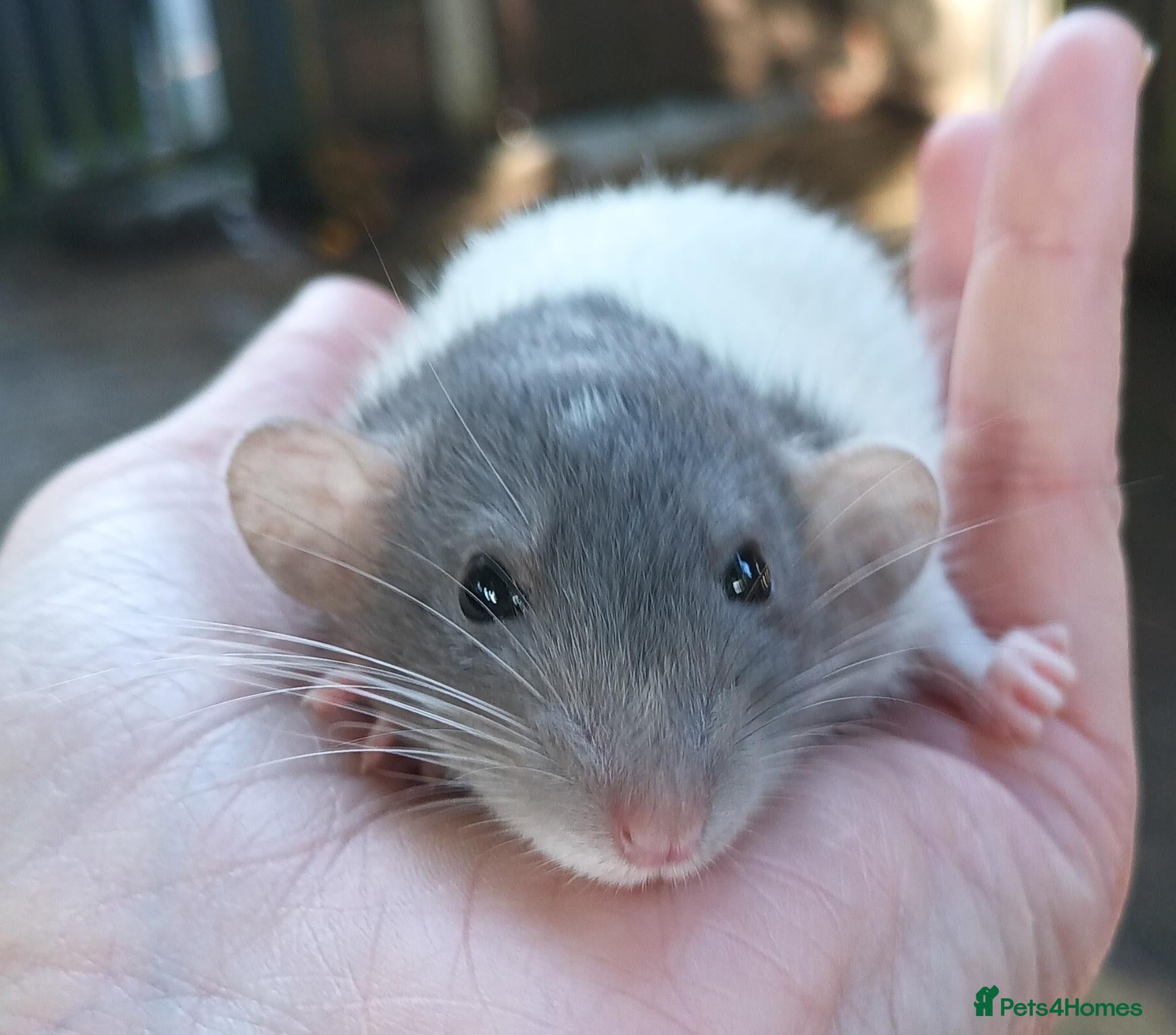 Rat rodents Adorable baby rats - Advert 19