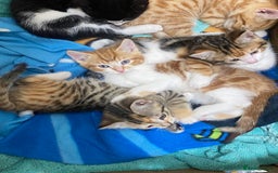 Domestic Shorthair cats for sale: Beautiful Kitten  - Image 5