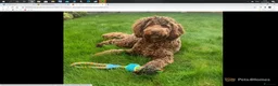 Australian Labradoodle dogs for sale: 🌈 Waiting List Open RAINBOW litter due mid August - Advert 16