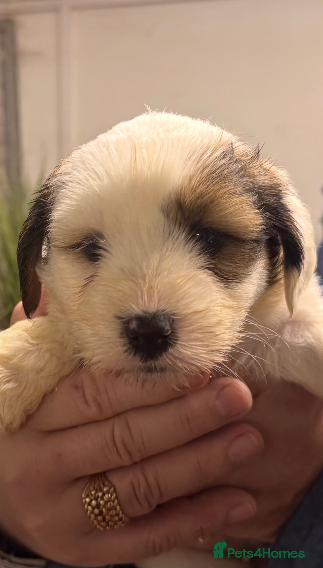 Tibetan Terrier dogs for sale: Araki Tibetan Terriers for Sale - Advert 2