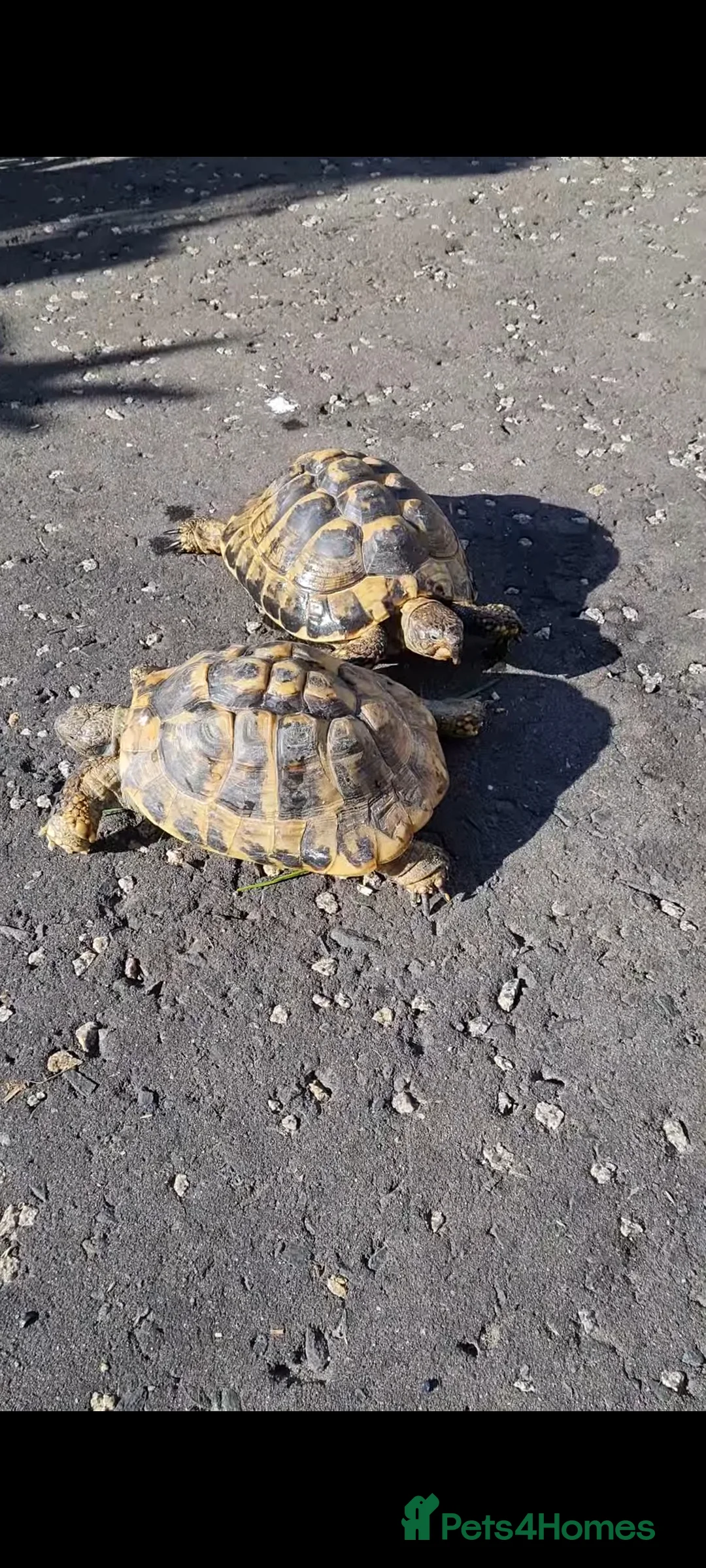 Tortoise reptiles for sale: 2 tortoises  - Advert 1