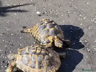 Tortoise reptiles 2 tortoises - Advert 1