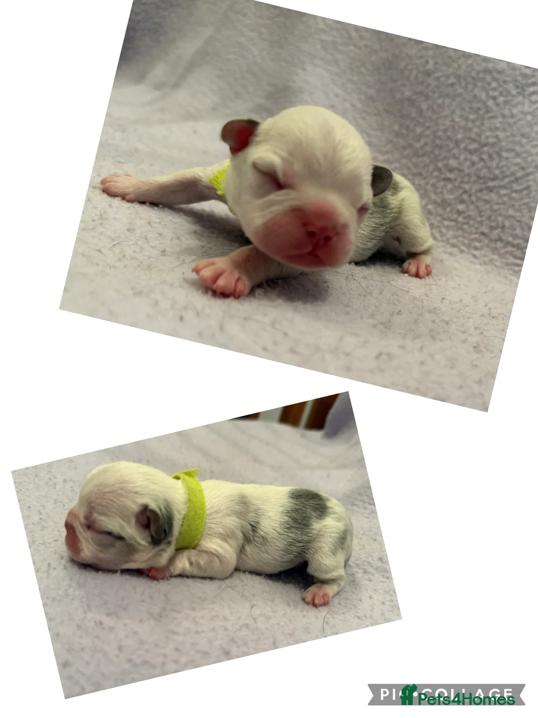 French Bulldog dogs for sale: LAST MALE LEFT beautiful KC reg French Bulldog - Advert 15