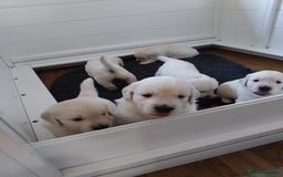 Golden Retriever dogs for sale: Chunky Golden retriever puppies for sale  - Image 3