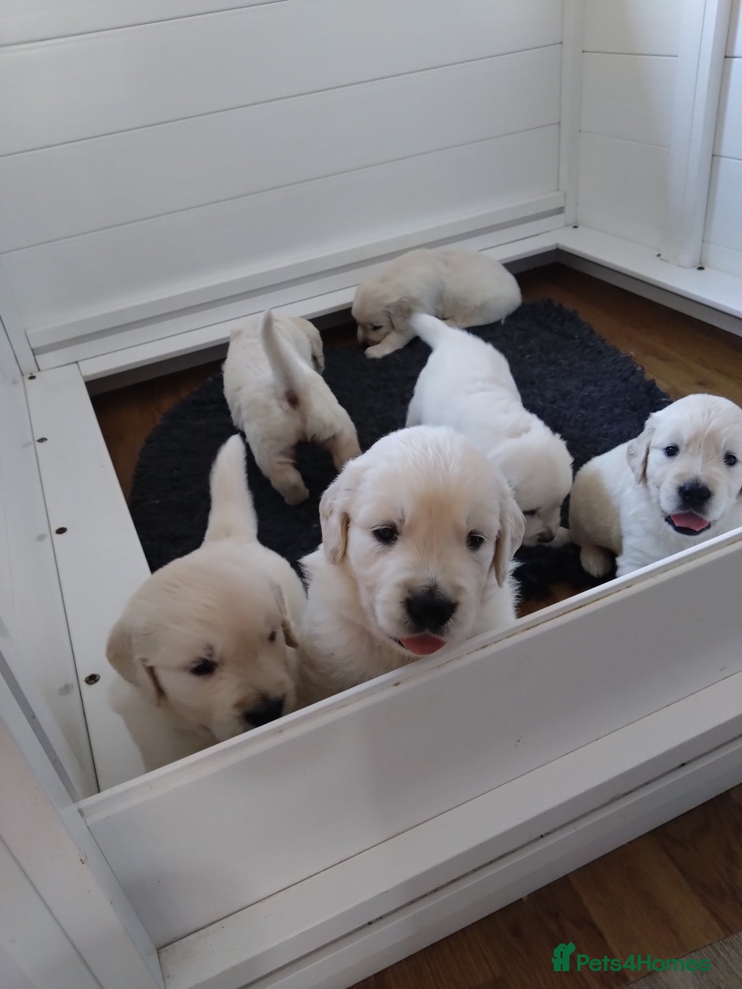 Golden Retriever dogs for sale: Chunky Golden retriever puppies for sale  - Image 3