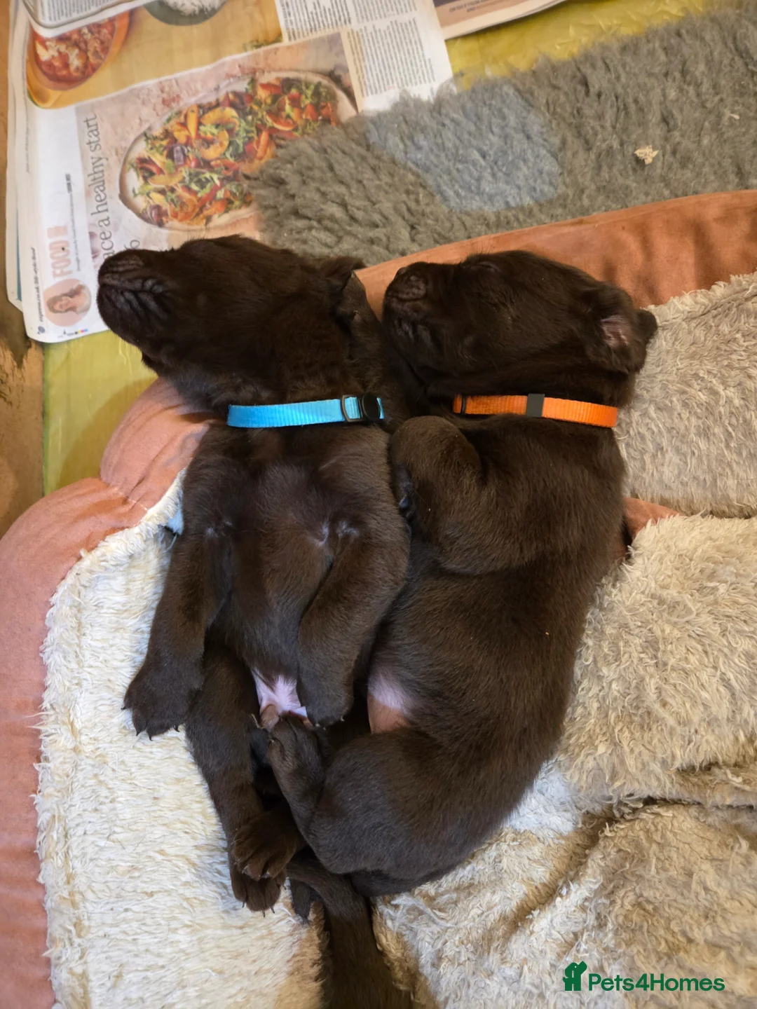 Labrador Retriever dogs for sale: Stunning KC working chocolate labs - Advert 5