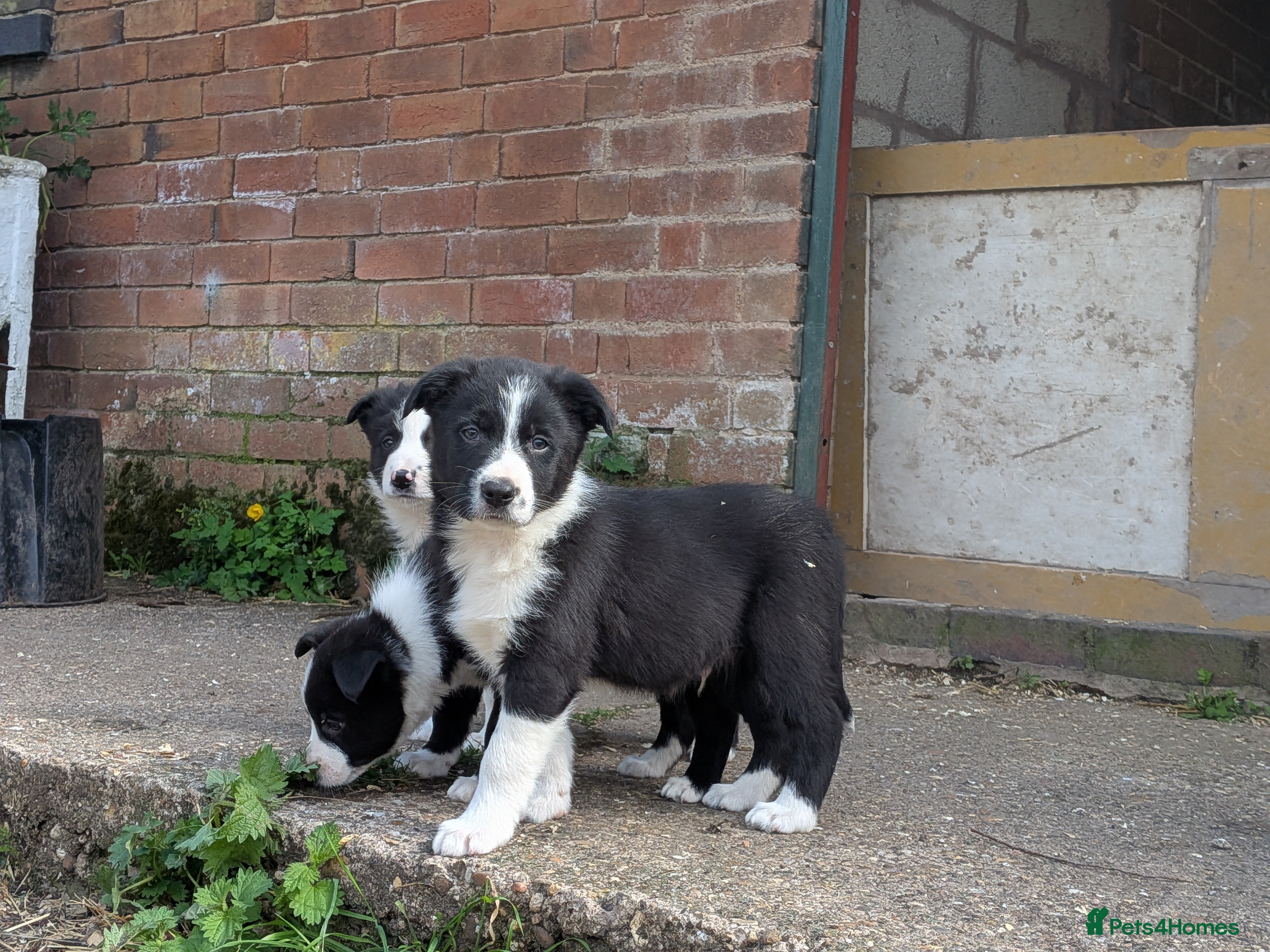Border Collie dogs Border Collie Puppies for sale - Advert 1