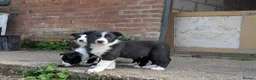Border Collie dogs for sale: Border Collie Puppies for sale - Advert 1