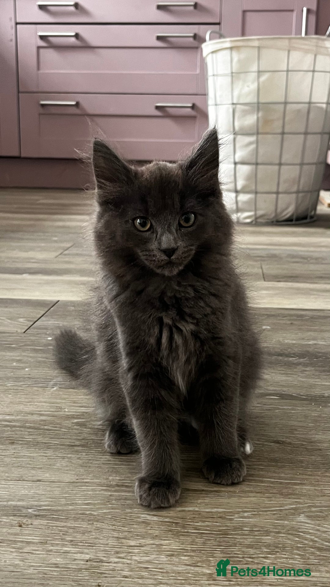 Ragcoon cats for sale: Beautiful ragcoon kittens - Image 11