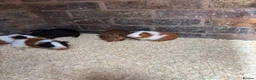 Guinea Pig rodents for sale: Baby guinea pigs  - Advert 15